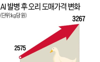 조류독감에 오리값 '화들짝'