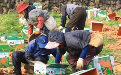 [포토] 제주 당근 풍년이네