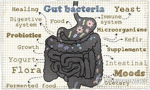장(腸) 미생물의 힘 어디까지? 면역계 구성에도 직접 영향