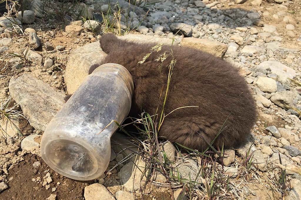 환경오염에 신음하는 북극여우…플라스틱 폐기물에 '고통'