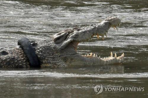 인도네시아 '목에 타이어 낀 악어' 오랜만에 목격…관심 여전