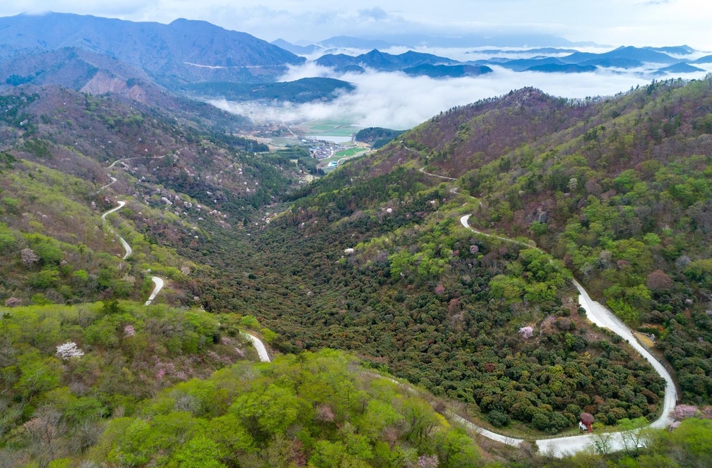 목포 고하도 곰솔숲, 전남 최고 명품숲에 선정