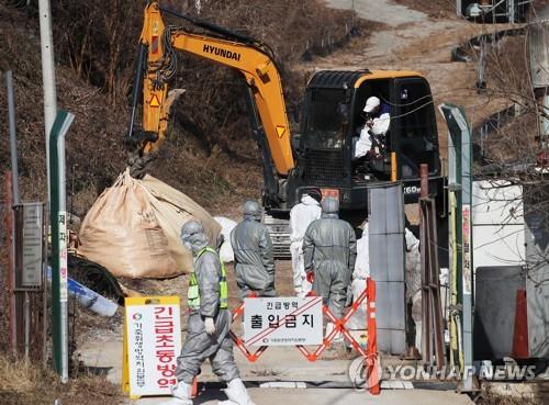 여주 메추리농장 'H5형' AI 항원 검출…3㎞내 76만마리 살처분