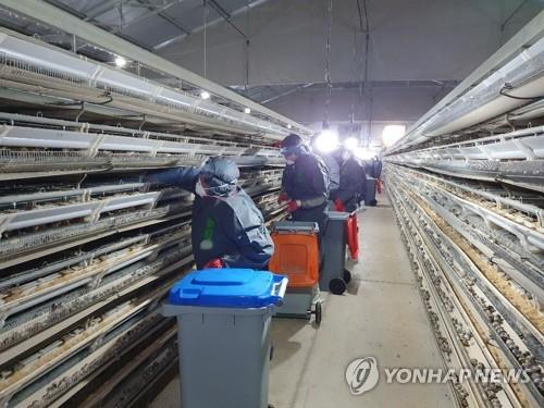 '서해안→내륙' 확산유형 깨졌다…산발적으로 터지는 AI