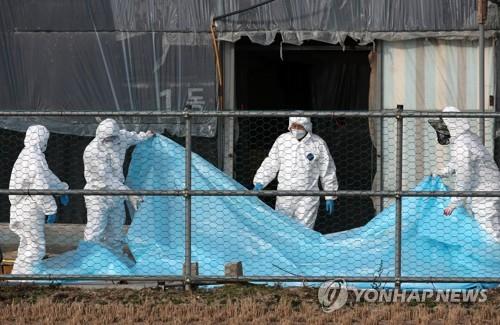 '서해안→내륙' 확산유형 깨졌다…산발적으로 터지는 AI