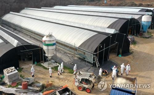 전남 고병원성AI 급속 확산…발생 농장 전국 12곳 중 6곳 차지