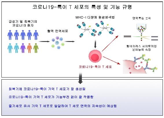 "코로나19 환자 회복 후 T세포 면역반응…장기간 지속 가능성"