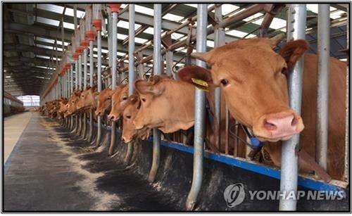 내년은 소의 해 신축년…우두봉·소똥령 등 지명도 많아