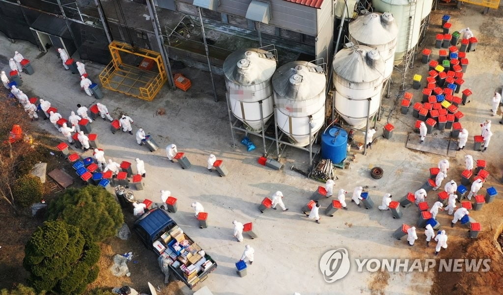 [속보] 여주 산란계 농장 고병원성 AI 확진…올해 네 번째