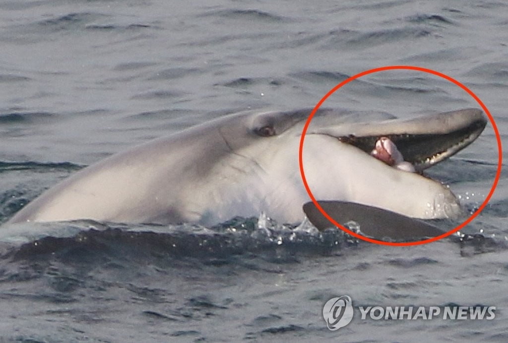 구강암 걸린 돌고래 `턱이`…제주 앞바다서 포착