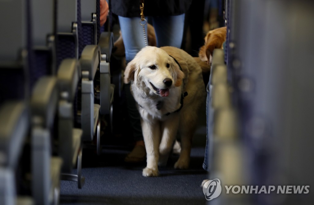 미 당국 "비행기 객실엔 개만 탈 수 있다"…보조동물 규정 마련