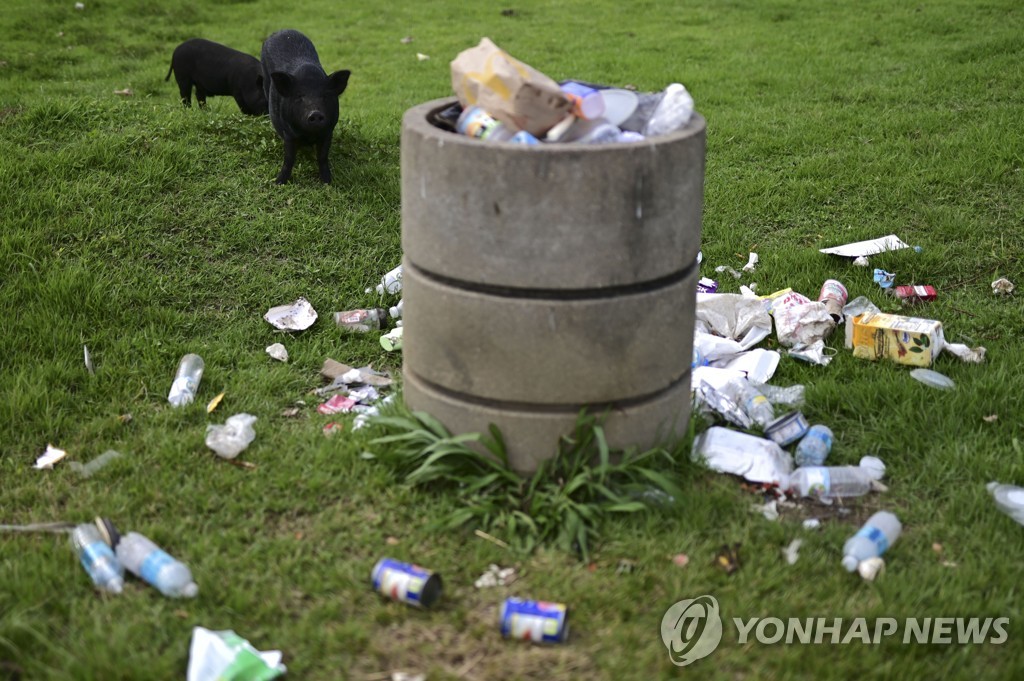 마을 휘젓는 '베트남 돼지'로 골머리 앓는 푸에르토리코