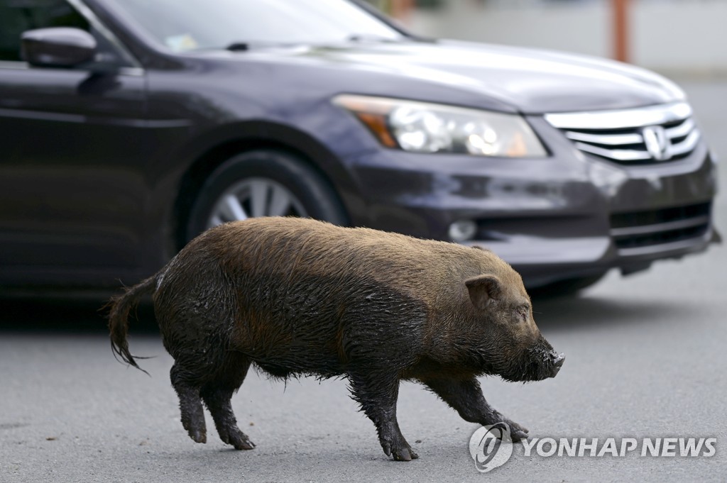 마을 휘젓는 '베트남 돼지'로 골머리 앓는 푸에르토리코