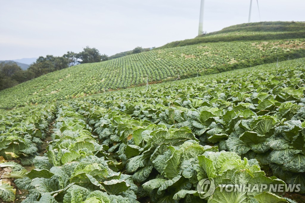 공급 넘치는 배추…가격하락 막기 위해 과잉물량 시장격리