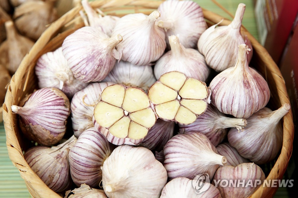 내년 마늘 재배면적 10∼16% 감소 전망…가격 하락 영향