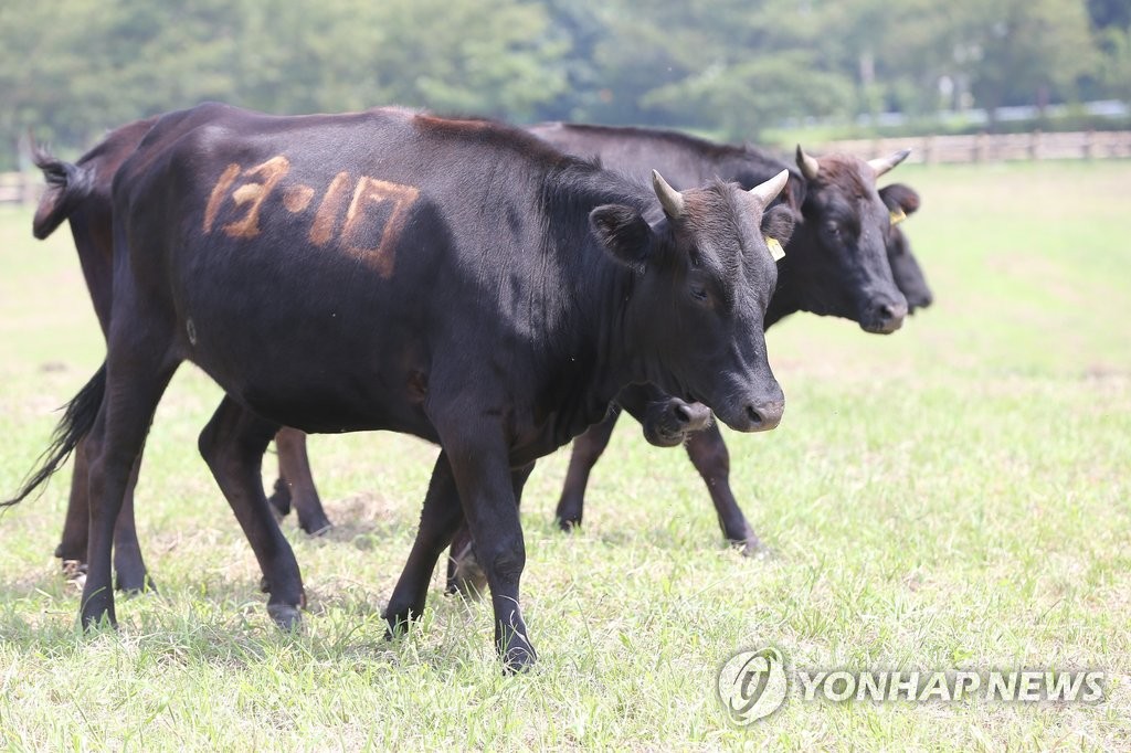 제주흑우가 일본 와규보다 맛있다…유전적 우수성 과학적 입증