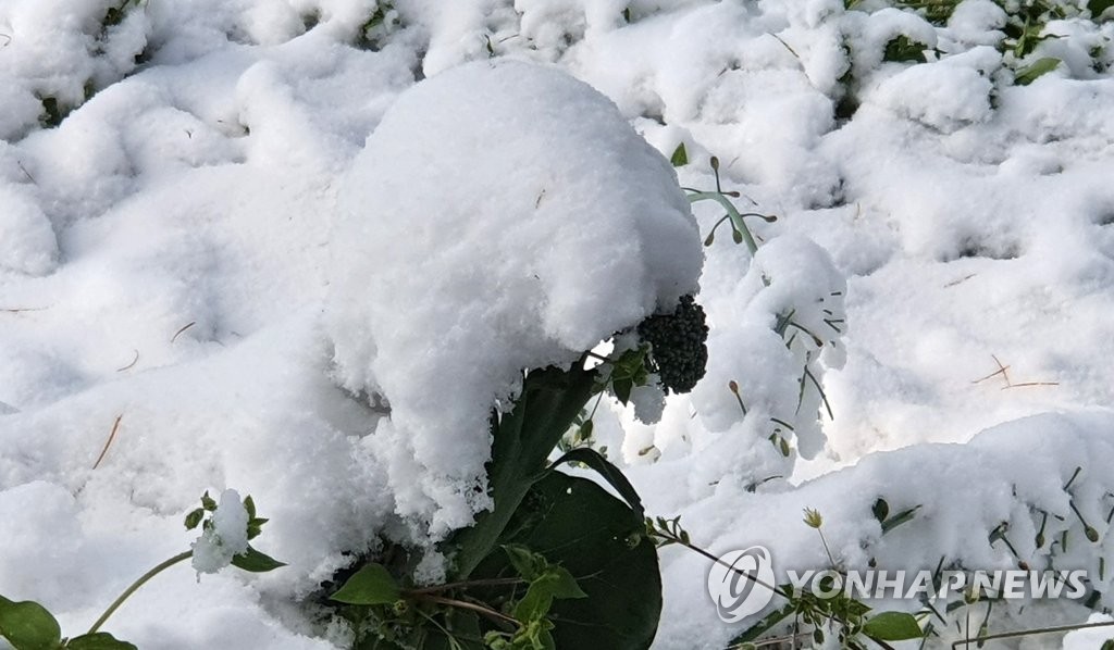 철원 외촌 0.6㎝ 눈 쌓여…출근길 교통안전 주의