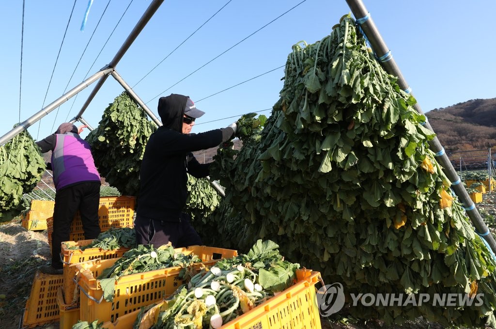 "농사 일손 찾습니다" 양구군 내년 내국인 농업인력 모집