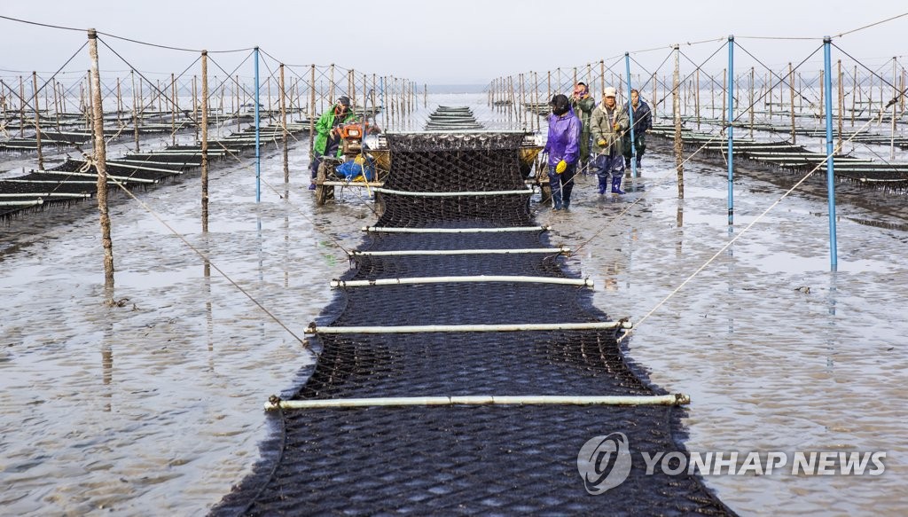 '수산식품 수출 1위' 김 산업 지원근거 갖춰…전용법률 입법