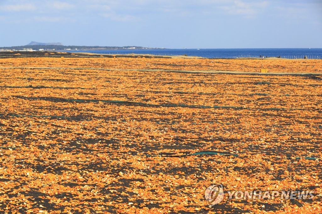 수능일 제주 맑고 쌀쌀…"어제보다 1∼2도 낮아"