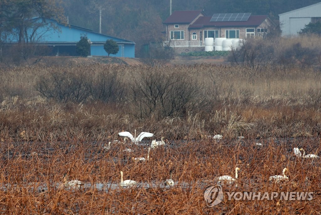 겨울 철새 157만 마리 도래…전담인력 2배 늘려 AI 예찰 강화