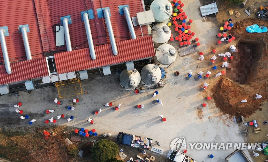 여주 메추리농장서 고병원성 조류인플루엔자 의심가축 발견