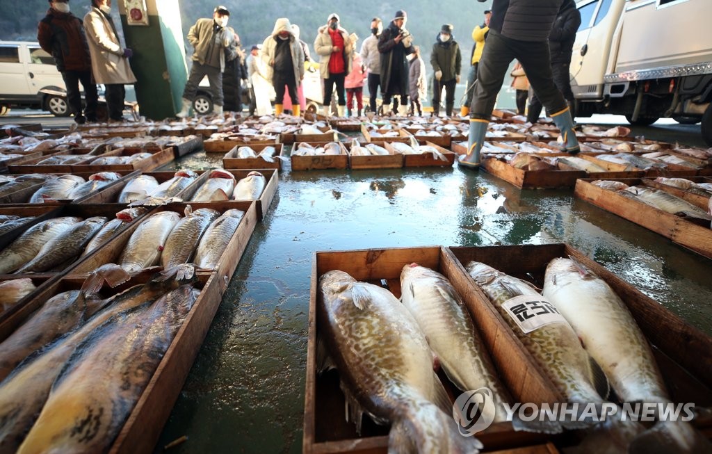 대구탕 한 그릇에 추위가 눈 녹듯…겨울 생선 대구잡이 시작