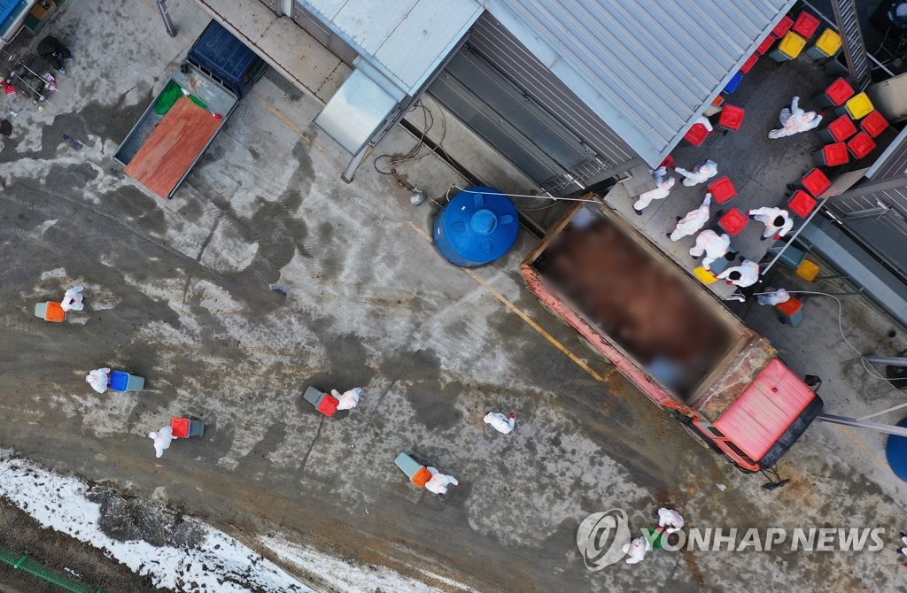 여주·용인 가금류 농장서 AI…산란계 등 26만 마리 살처분(종합)