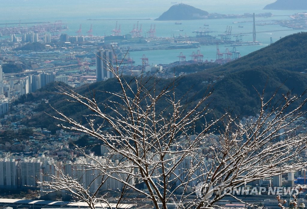 [픽! 부산] '눈 보기 힘든 부산에 설경이…' 눈꽃 뒤로 펼쳐진 바다