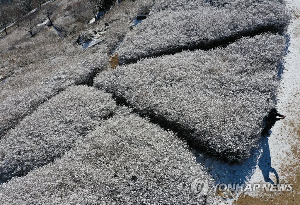 [픽! 부산] '눈 보기 힘든 부산에 설경이…' 눈꽃 뒤로 펼쳐진 바다