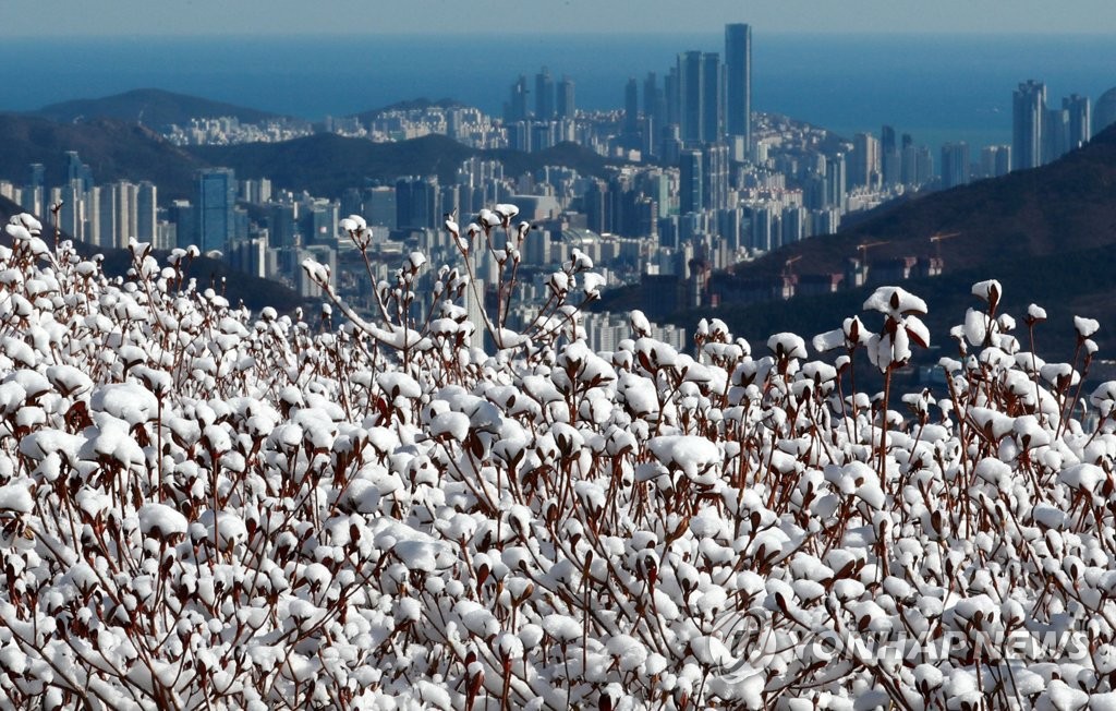 [픽! 부산] '눈 보기 힘든 부산에 설경이…' 눈꽃 뒤로 펼쳐진 바다