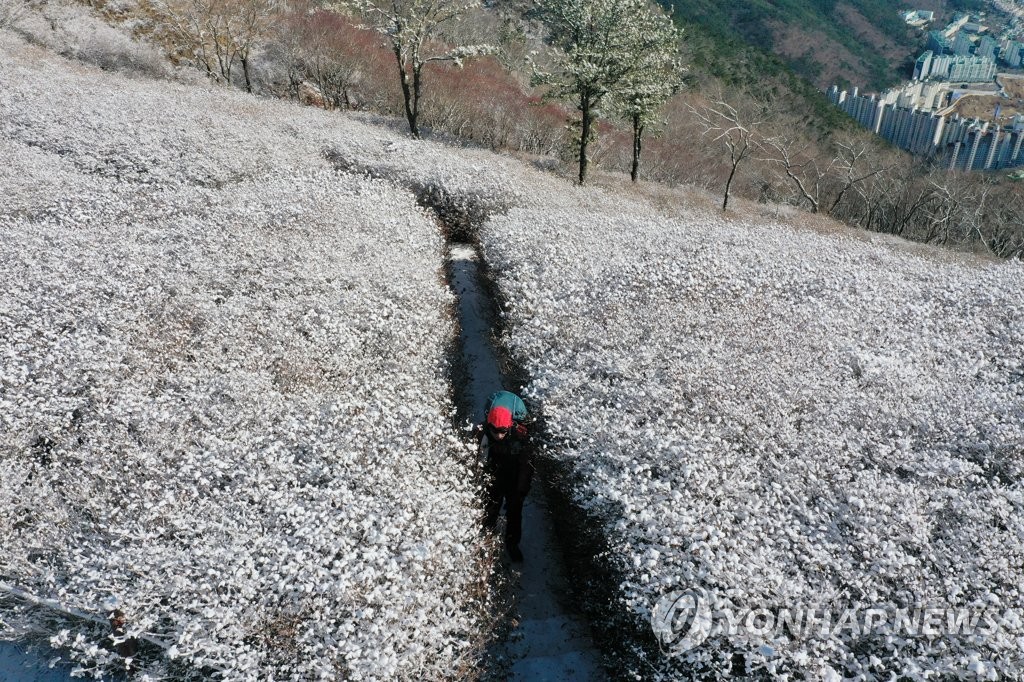 [픽! 부산] '눈 보기 힘든 부산에 설경이…' 눈꽃 뒤로 펼쳐진 바다