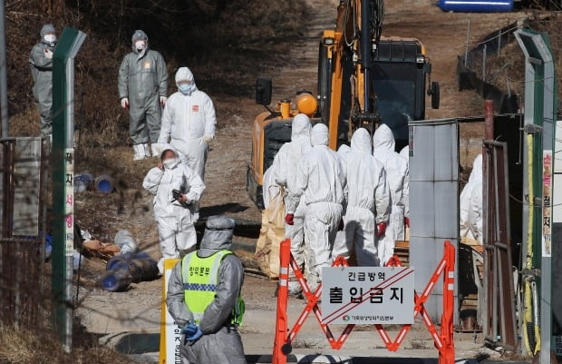 지난 7일 고병원성 조류인플루엔자(AI) 확진 판정을 받은 경기도 여주시의 산란계 농가 인근 오리 농장에서 8일 예방적 살처분이 진행되고 있다. /사진=연합뉴스