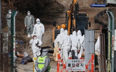 여주시 방역 비상…산란계 이어 메추리농장도 AI 의심  