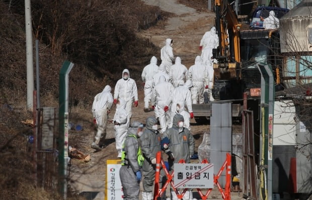 이달 초 고병원성 AI 확진을 받을 경기도 여주시의 산란계 농가 인근 오리농장에서 예방적 살처분이 진행되는 모습. /사진=연합뉴스