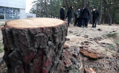 원주환경청 강릉 해송림 훼손지 현장 조사…"관리 대책 필요"