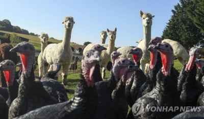 '도축전에라도 고통 덜어주자'…영국, 가축 유럽 수출 금지 추진