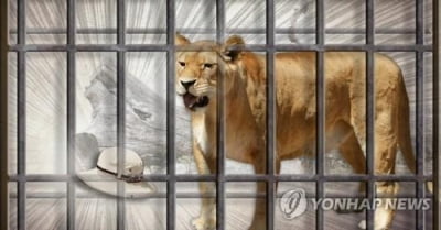 "스페인에서 사자도 코로나19 감염"…관계당국 조사 착수