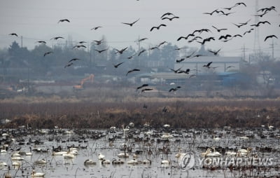 순천·서천·이천 야생조류서 고병원성 AI 확진