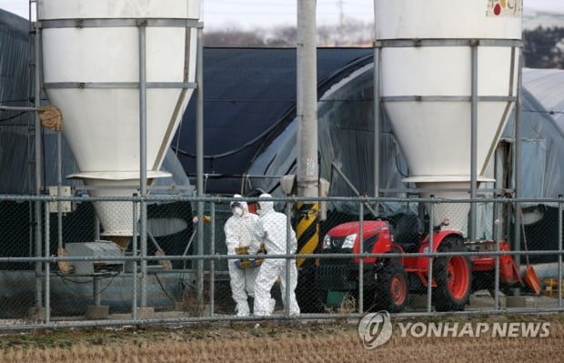 나주 오리 농장 고병원성 AI 확진…제한적 살처분 검토