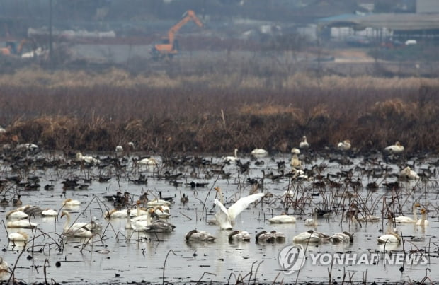 경남 창원 주남저수지 야생조류서 고병원성 AI 확진