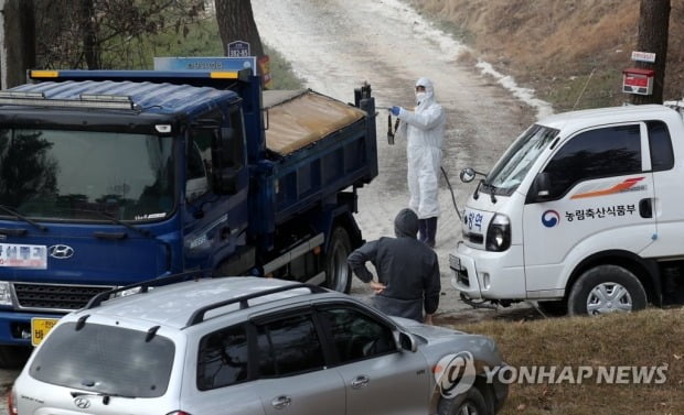 경기 김포 산란계 농장서 고병원성 AI 확진…전국 13번째