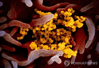 "코로나19 백신, 변종 바이러스에도 여전히 효과 있다"(종합)