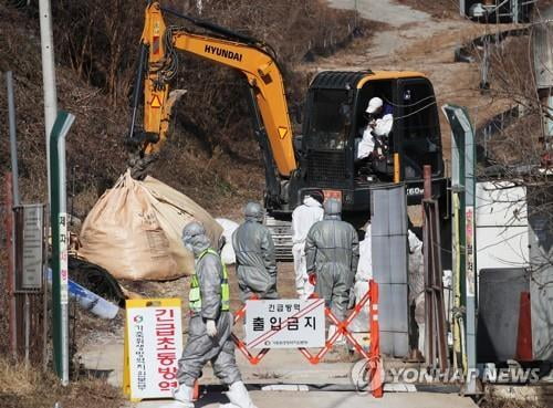 여주서 3번째 AI…산란계 15만마리 살처분 등 방역 총력