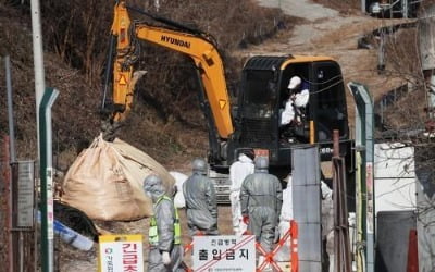 여주서 3번째 AI…산란계 15만마리 살처분 등 방역 총력