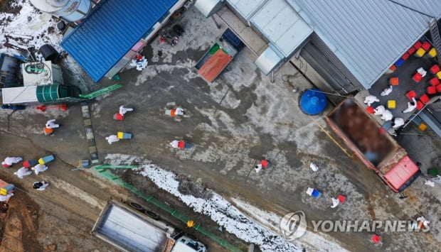 경기 여주 산란계 농장 고병원성 AI 확진…가금-체험농장 19번째