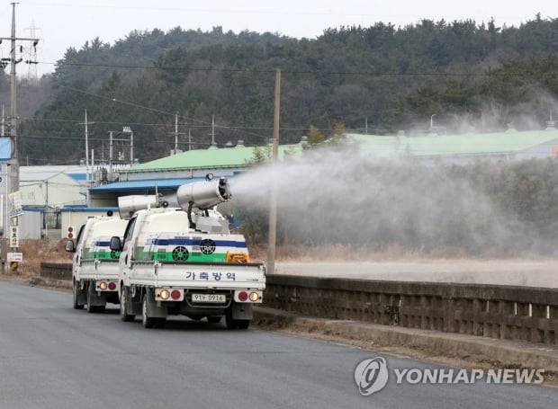 여주 산란계 농장에서 고병원성 AI 의심 신고…고병원성 검사