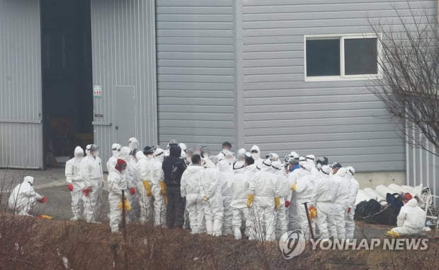 여주 산란계 농장서 고병원성 AI 확진…국내 농장 31번째