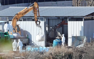 [속보]여주서 AI 의심신고…경기도 가금농장 48시간 일시이동중지