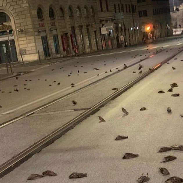 이탈리아 로마에서 수백 마리의 새가 떼죽음했다. 사진=OIPA 트위터 캡쳐